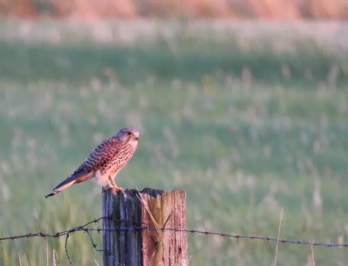 Spotted Eurasian Kestrel