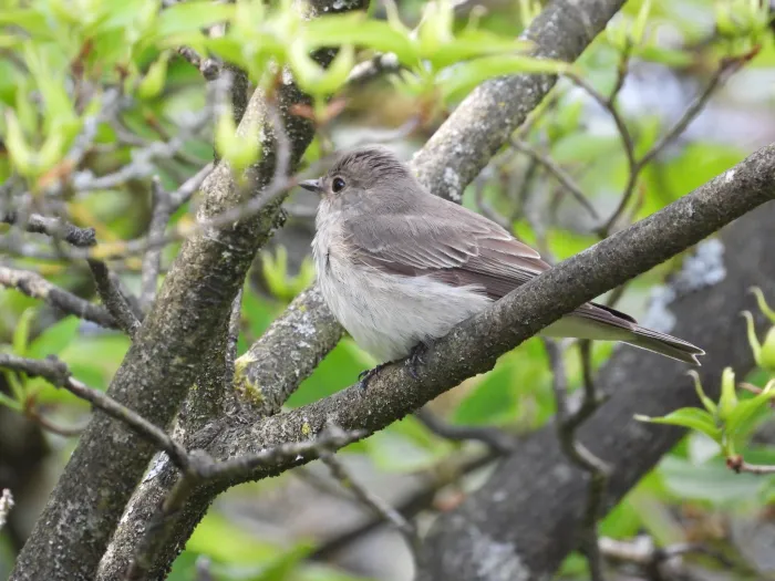 Spotted Spotted Flycatcher