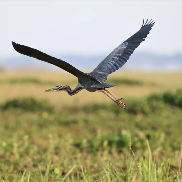 Gespotte Purperreiger