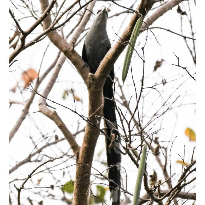 Spotted Green-billed Malkoha