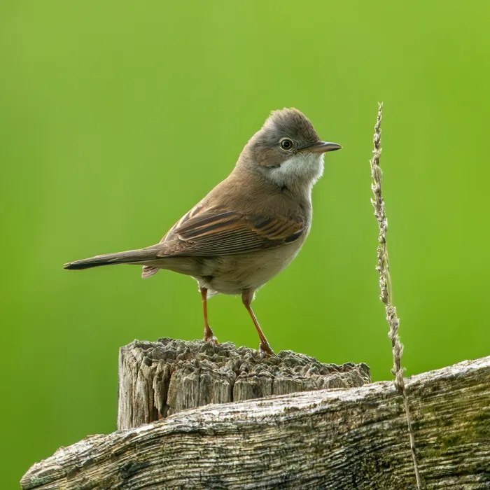 Waargenomen Grasmus