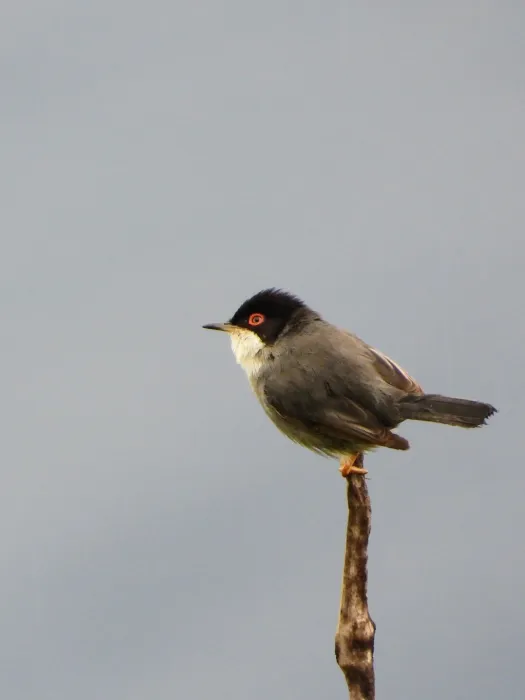 Waargenomen Kleine zwartkop