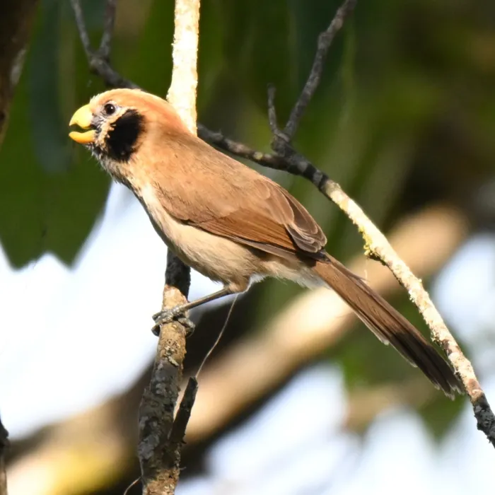 Spotted Spot-breasted Parrotbill