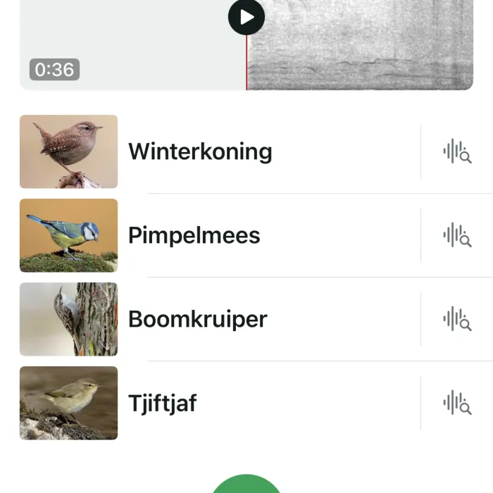 Spotted Eurasian Blue Tit