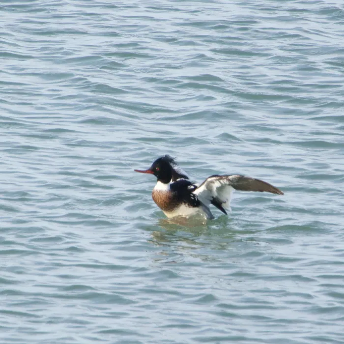 Gespotte Middelste zaagbek
