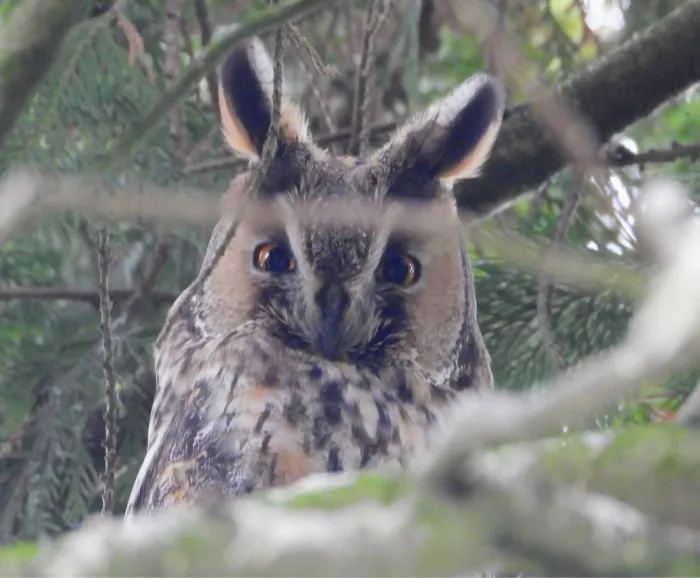 Spotted Long-eared Owl