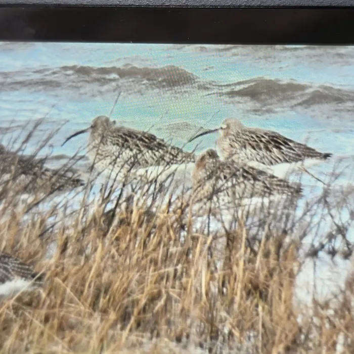 Spotted Eurasian Curlew