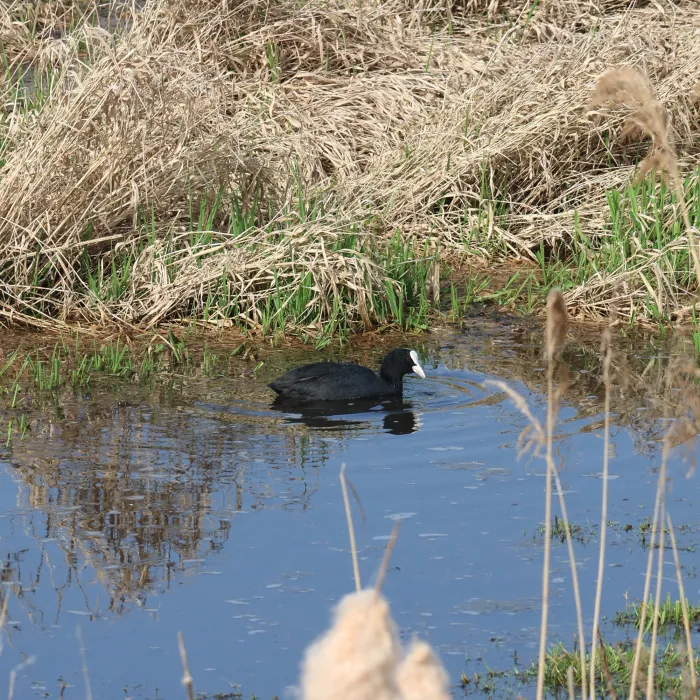 Eurasian Coot