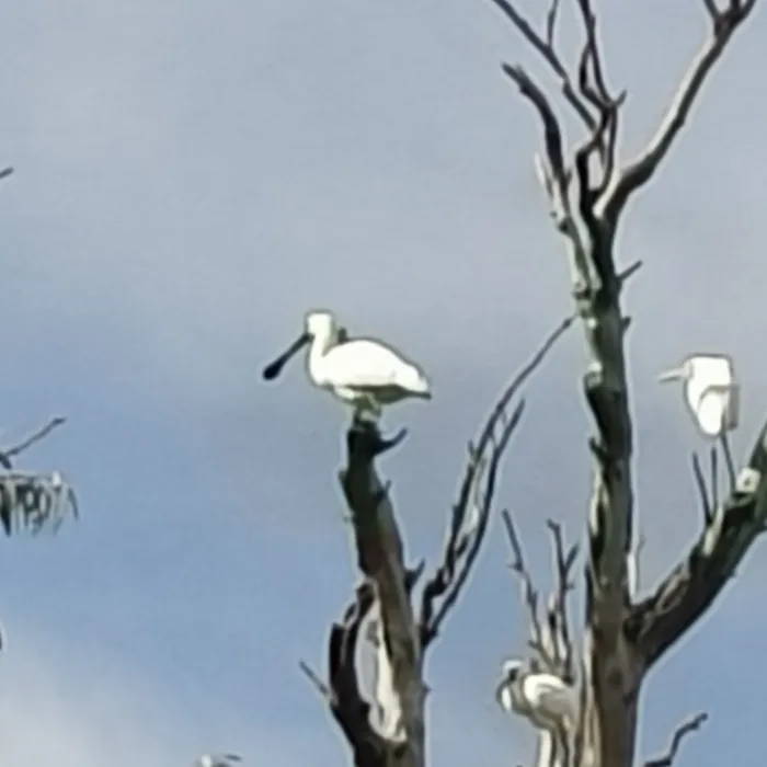 Spotted Royal Spoonbill