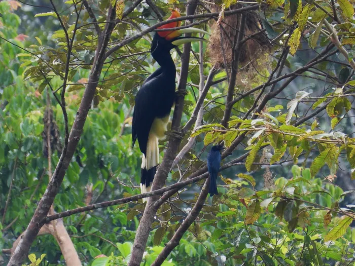 Gespotte Vlaggendrongo