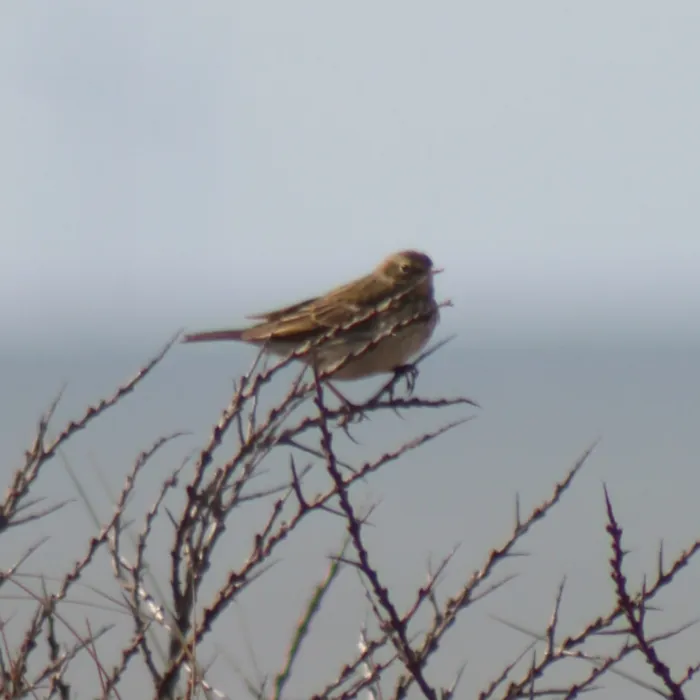 Spotted Meadow Pipit