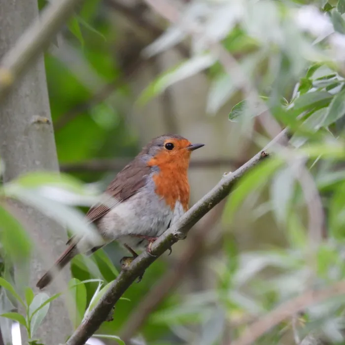 Roodborst