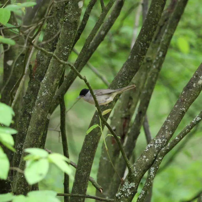 Eurasian Blackcap