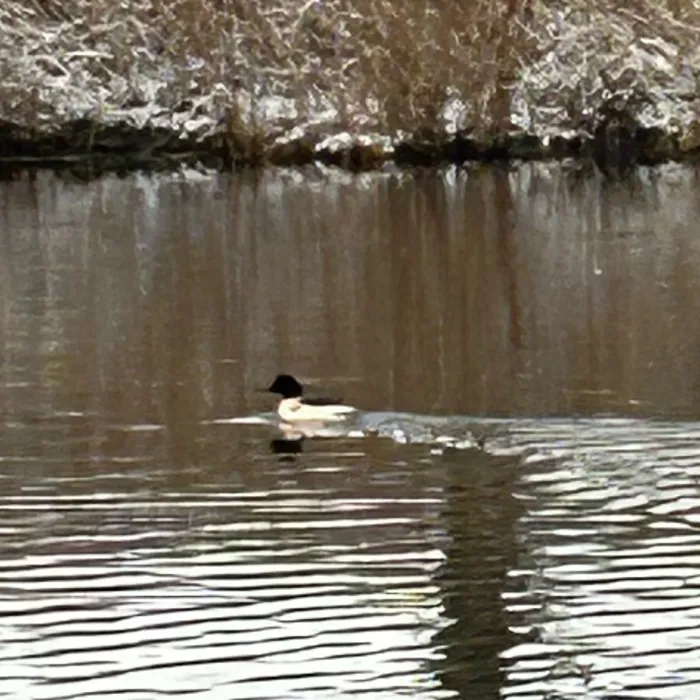 Spotted Common Merganser