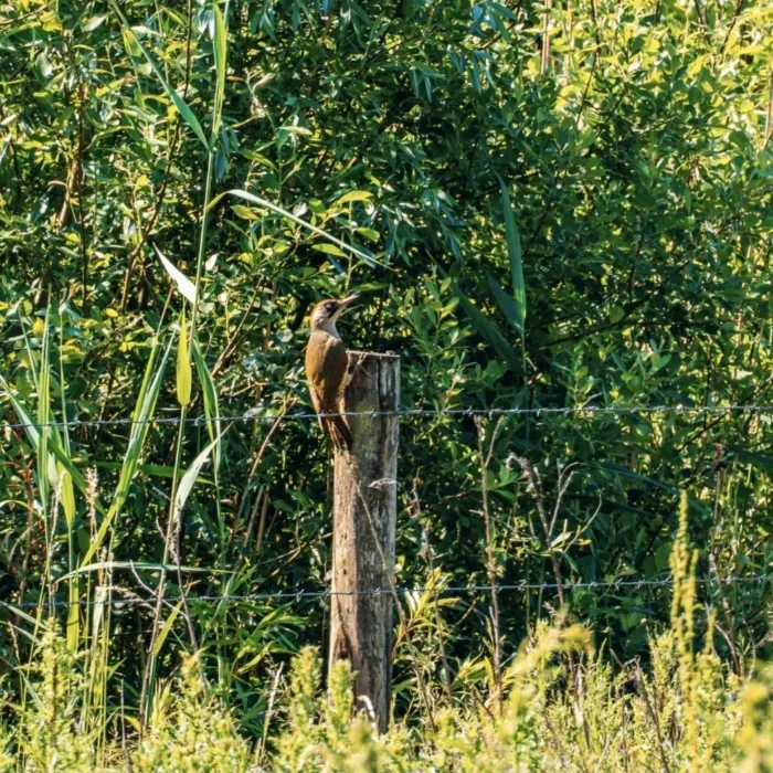 Waargenomen Groene specht