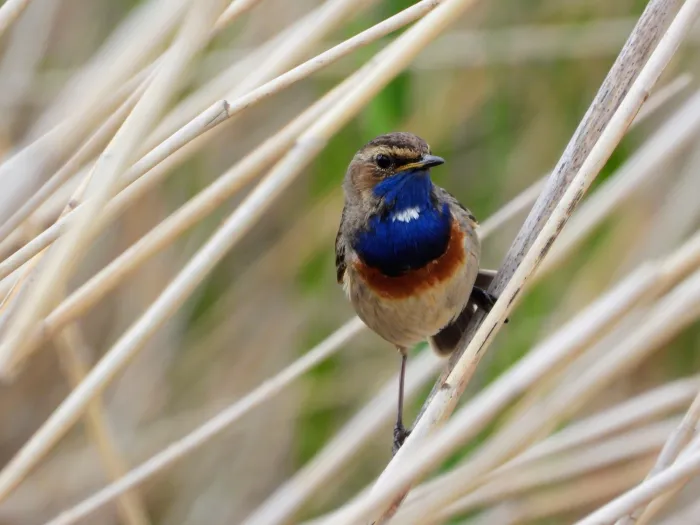Waargenomen Blauwborst