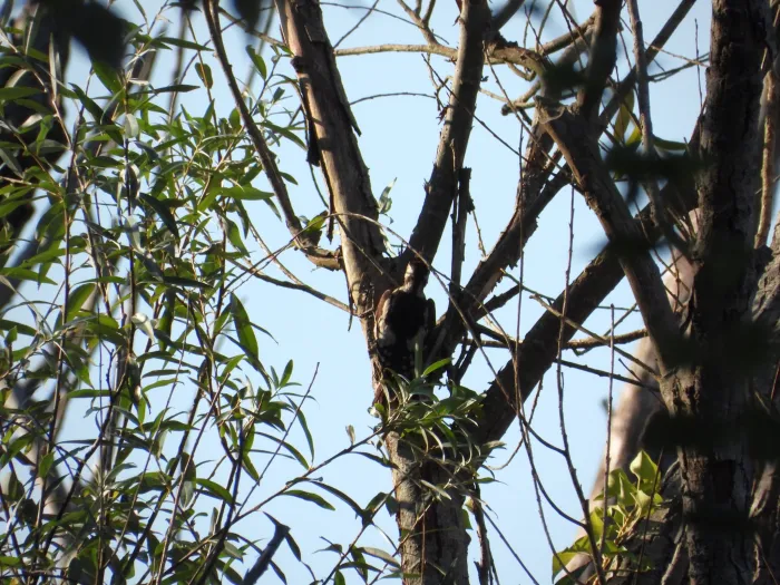 Spotted Great Spotted Woodpecker