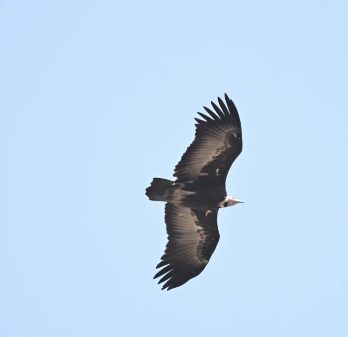 Spotted Hooded Vulture