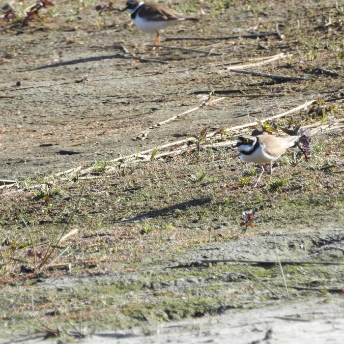 Little Ringed Plover