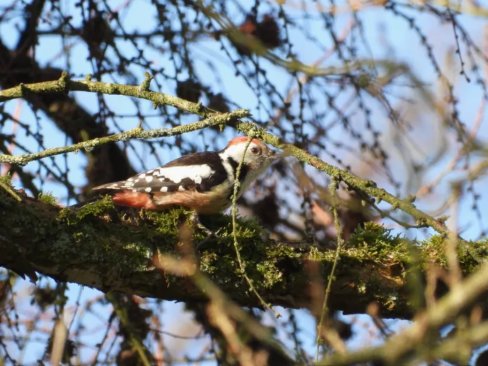 Gespotte Middelste bonte specht