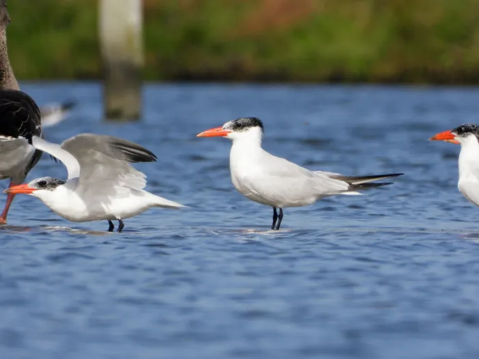 Spotted Caspian Tern
