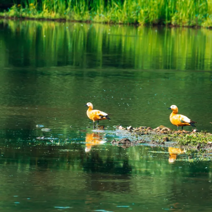 Spotted Ruddy Shelduck