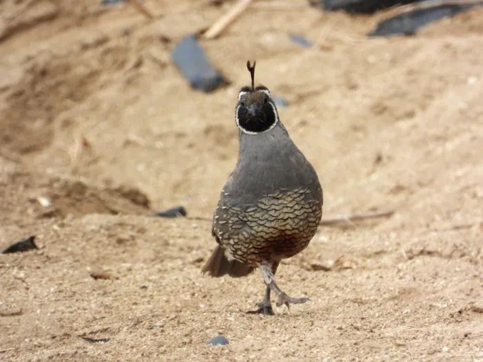 Spotted California Quail