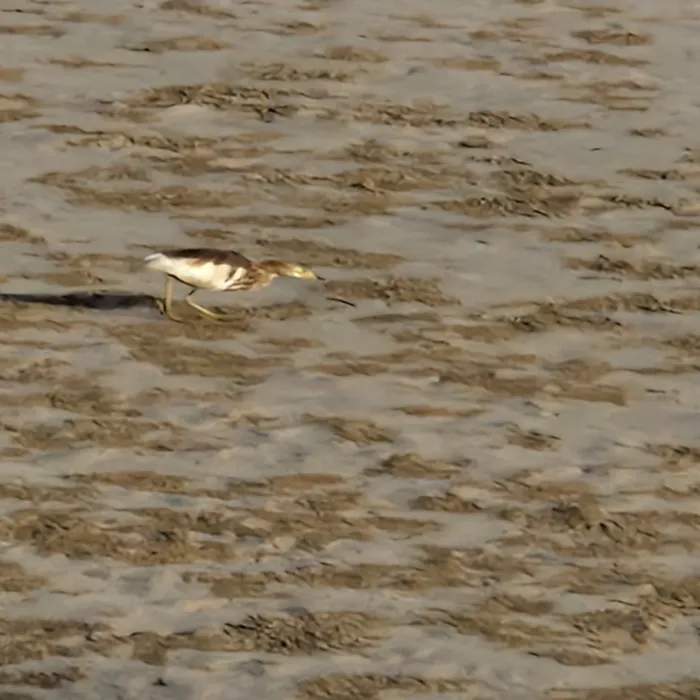 Gespotte Chinese ralreiger