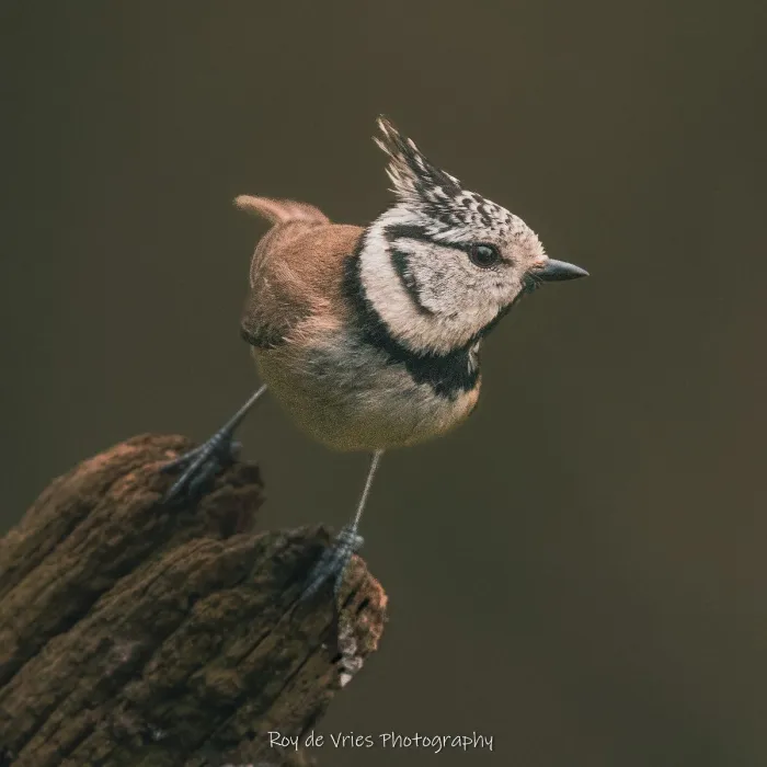 Spotted Crested Tit