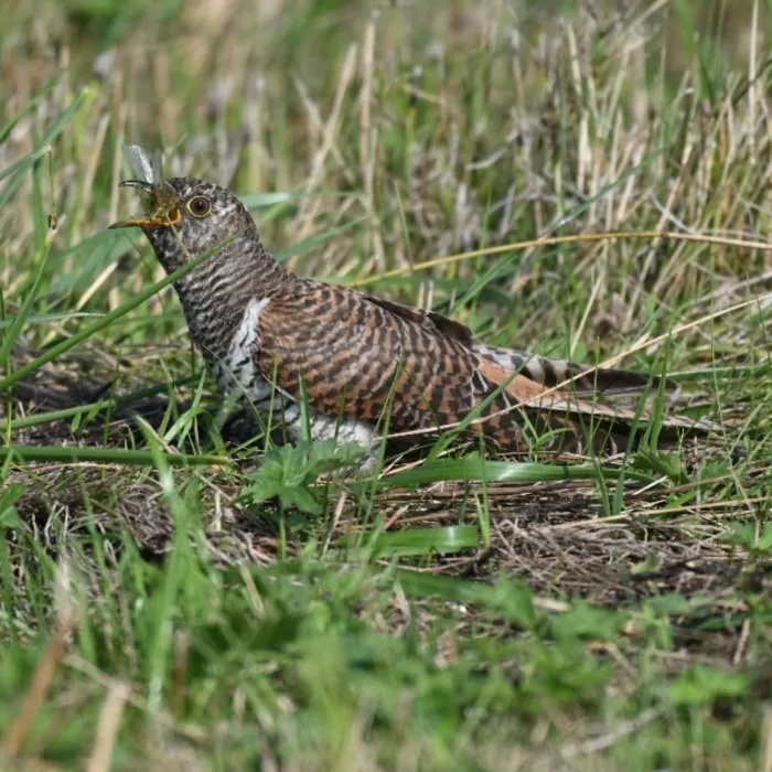 Spotted Common Cuckoo