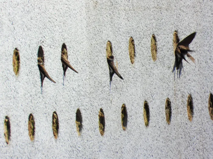 Gespotte Oeverzwaluw