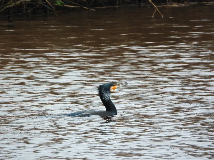 Gespotte Aalscholver