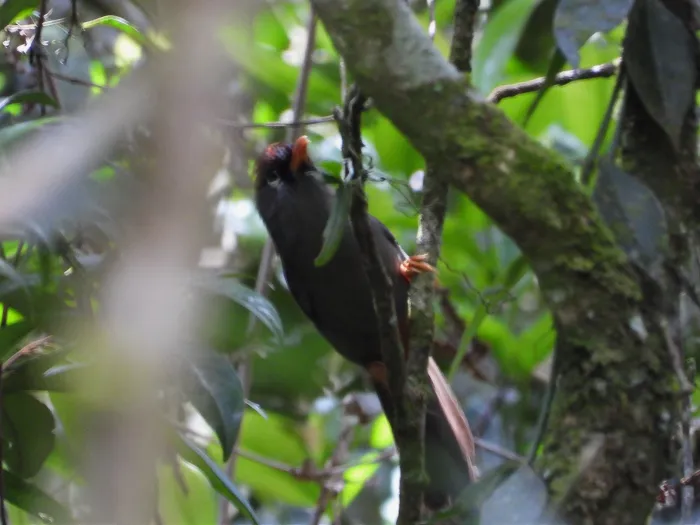 Gespotte Spiegellijstergaai