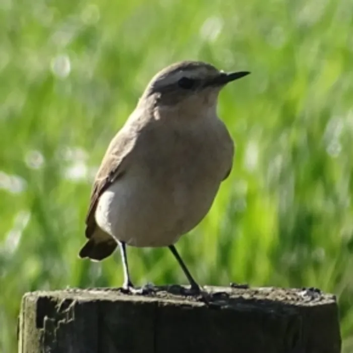 Northern Wheatear