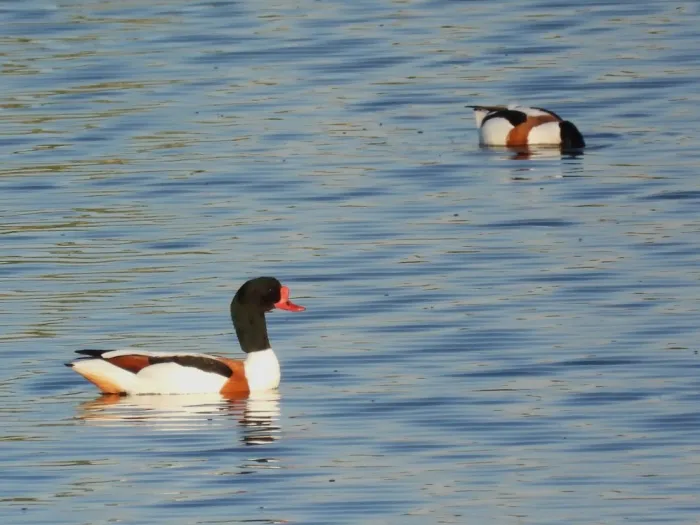 Spotted Common Shelduck