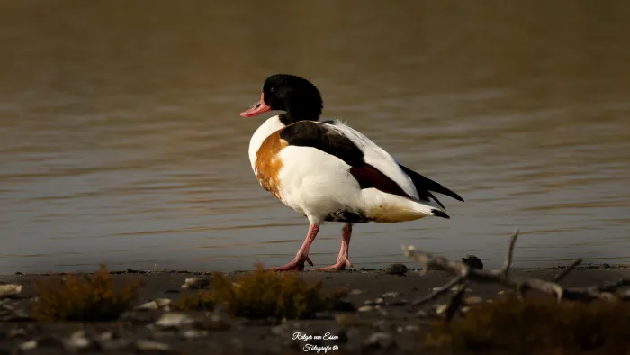 Common Shelduck