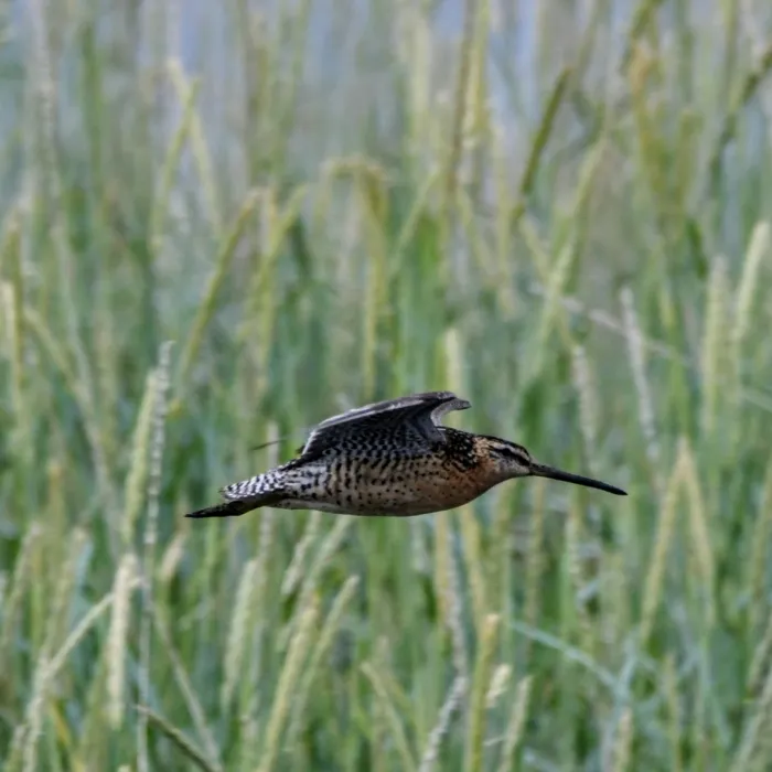 Gespotte Kleine grijze snip