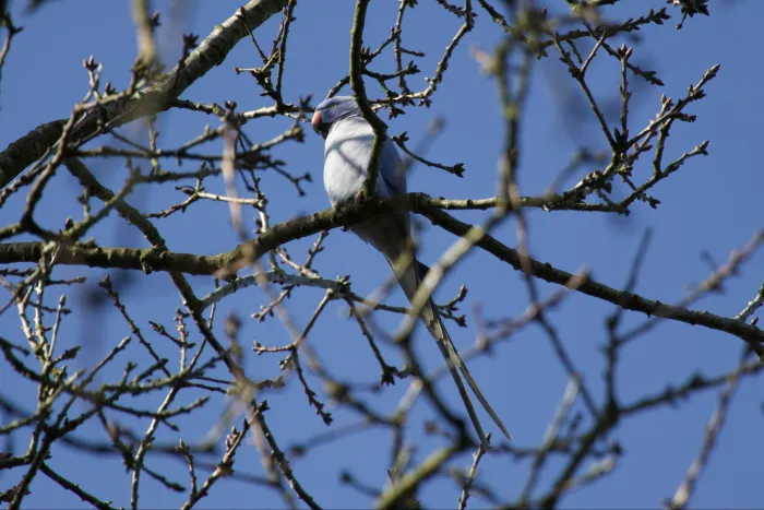 Gespotte Halsbandparkiet