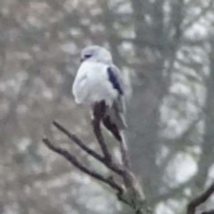 Gespotte Grijze wouw