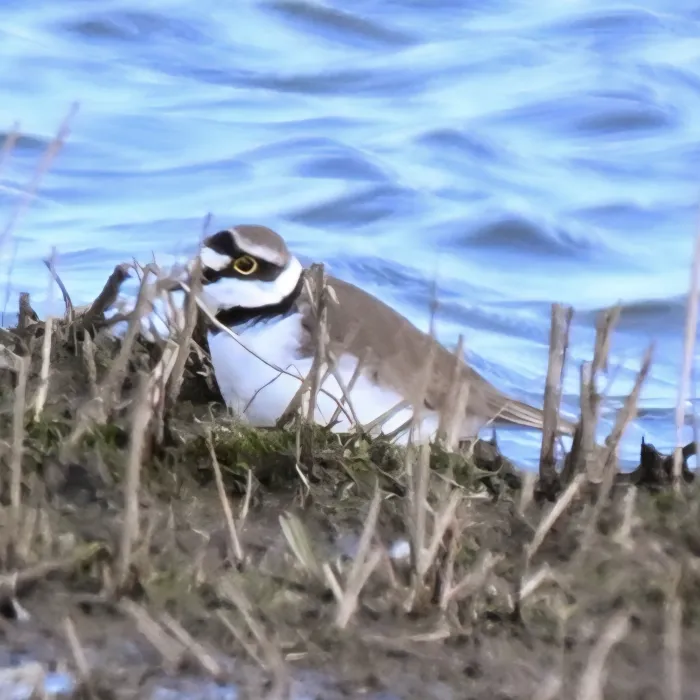 Spotted Little Ringed Plover
