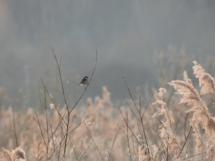 Spotted European Stonechat