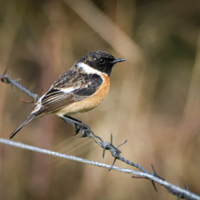 European Stonechat