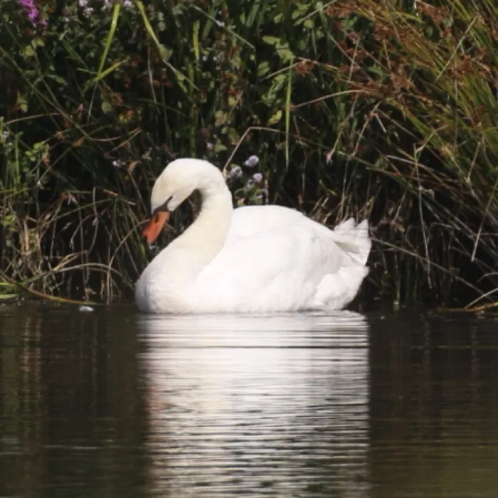 Spotted Mute Swan