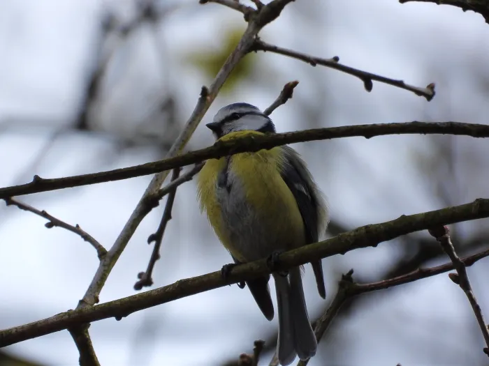 Spotted Eurasian Blue Tit