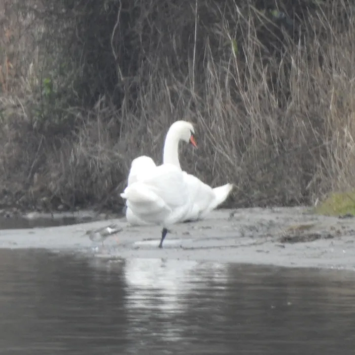 Spotted Mute Swan