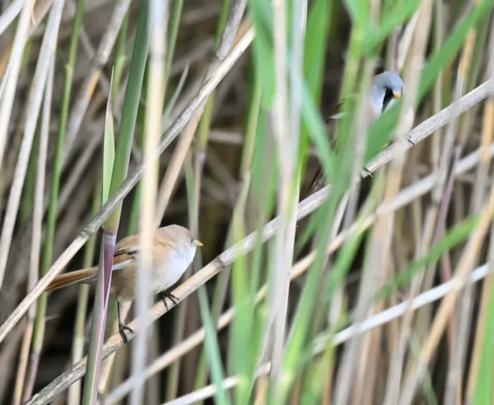 Spotted Bearded Reedling