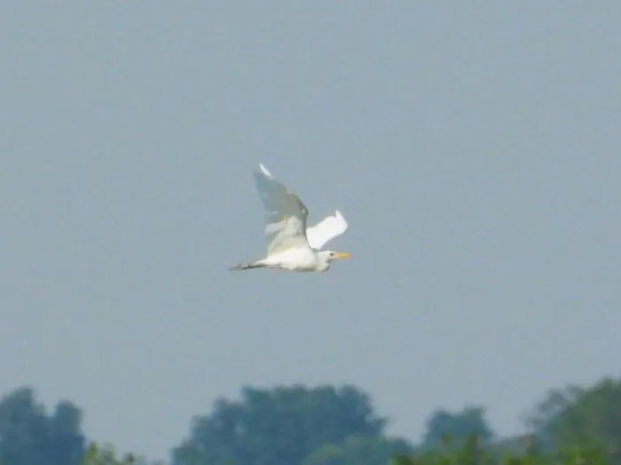 Spotted Western Cattle-Egret
