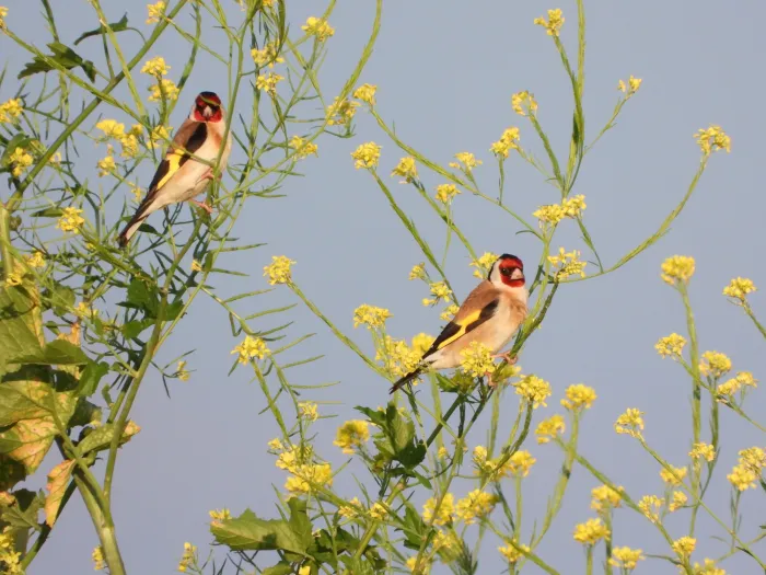 Spotted European Goldfinch