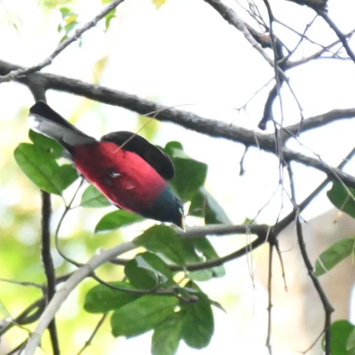 Spotted Narina Trogon