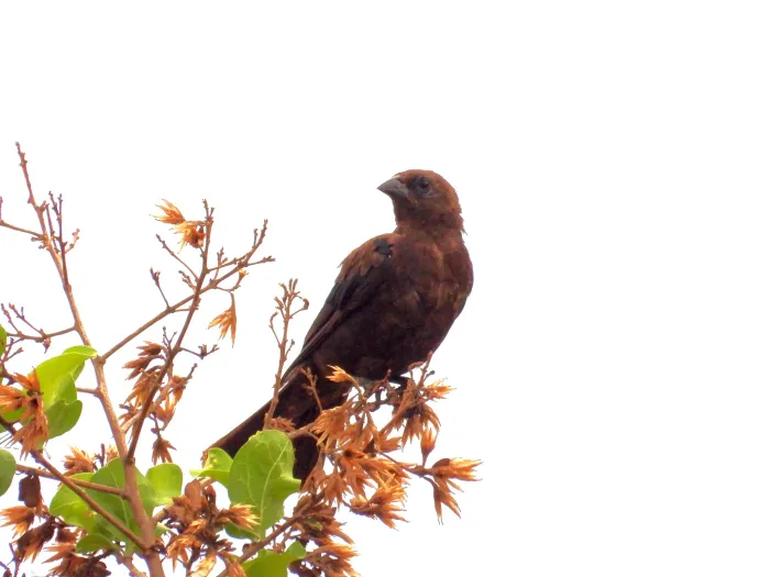 Spotted Brown-headed Cowbird